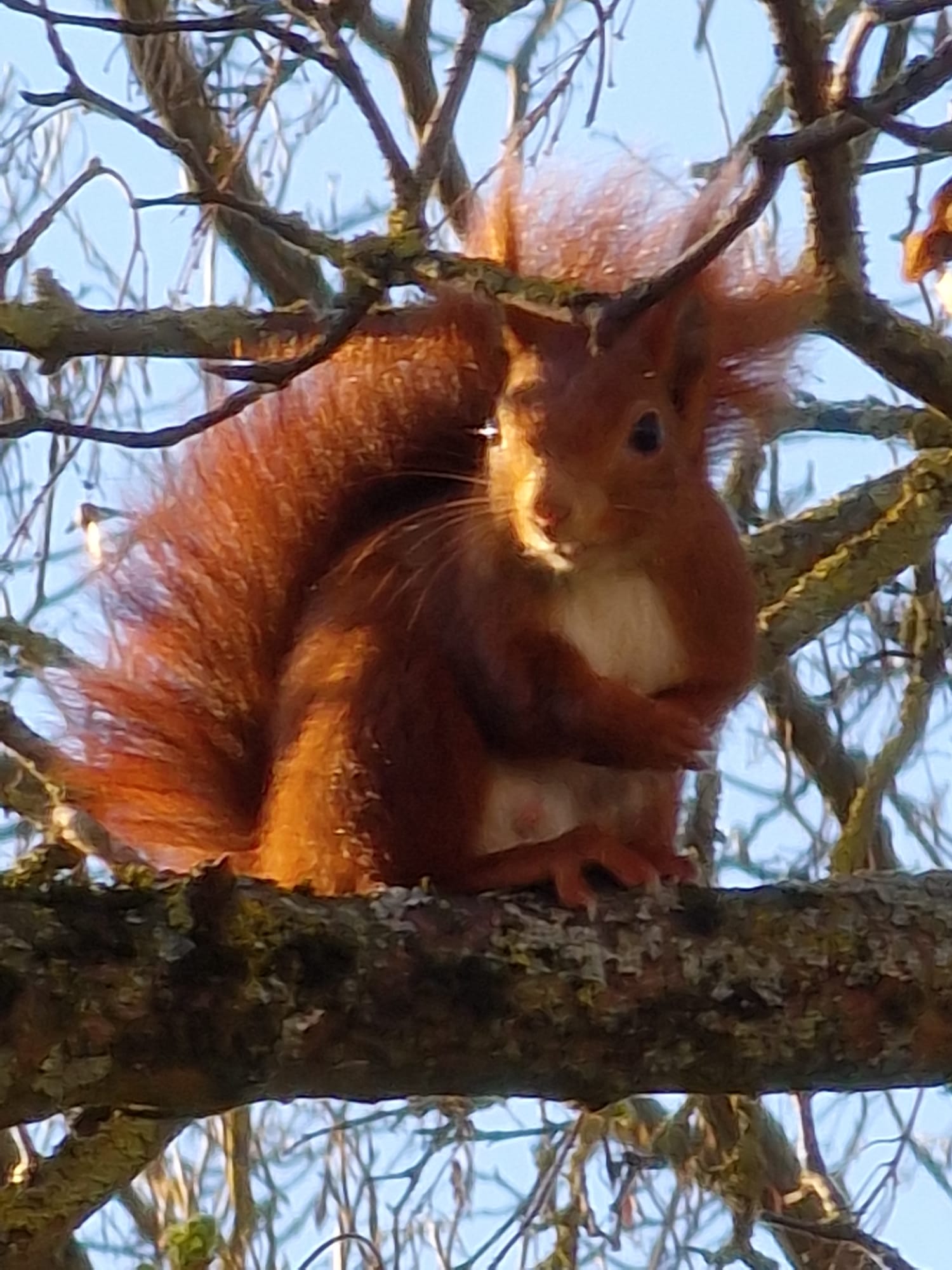 Foto Eichhornchen